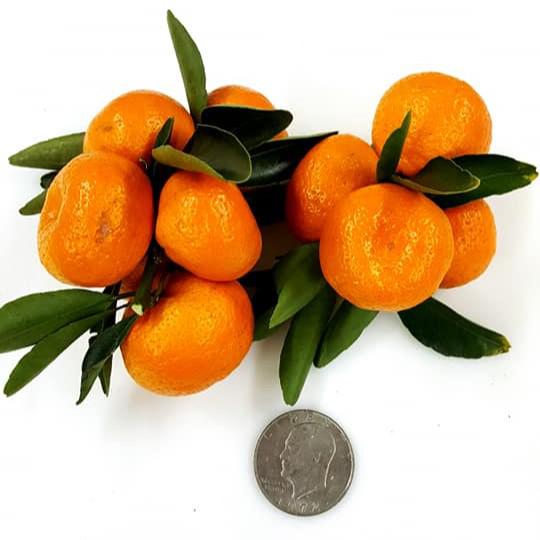 Citrus kinokuni ~ Kishu Mandarin, Georgia Kiss