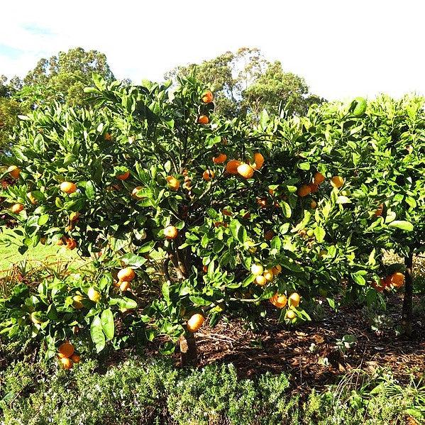Citrus Unshiu 'Owari' ~ Owari Satsuma