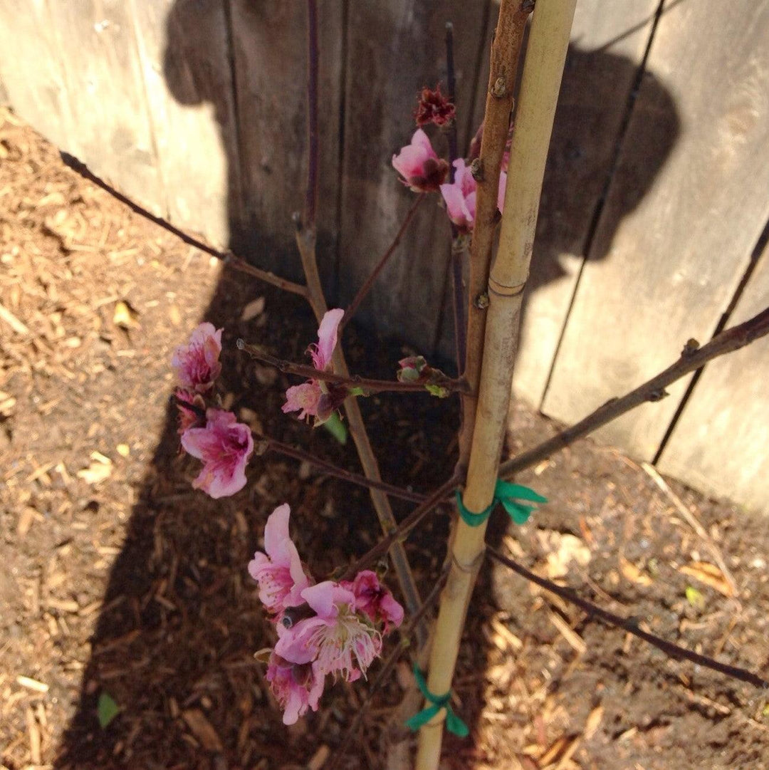 Prunus persica 'La Feliciana' ~ La Feliciana Peach