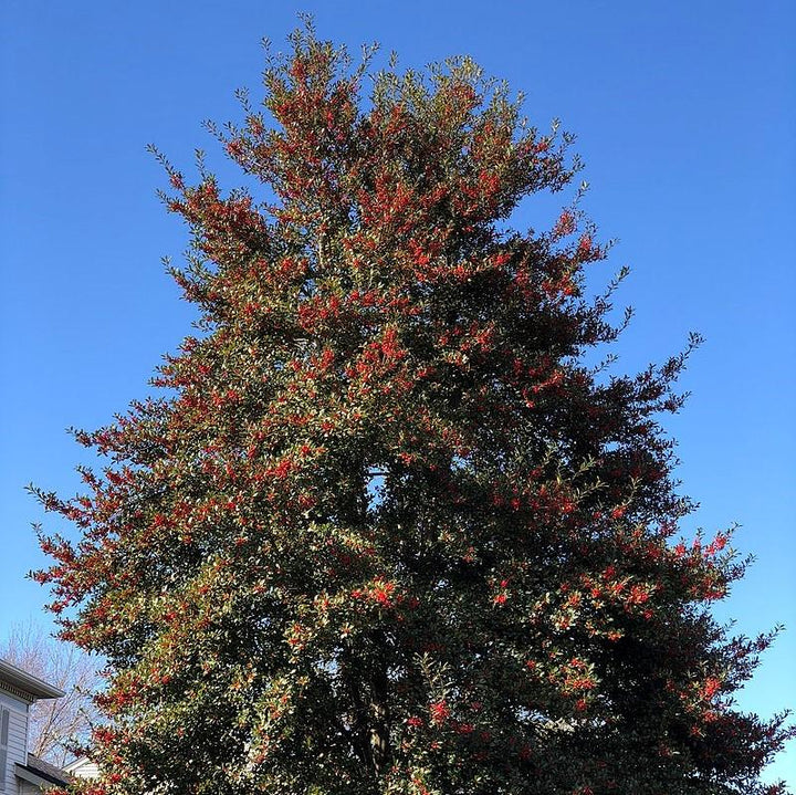 Ilex × attenuata 'East Palatka' ~ East Palatka Holly