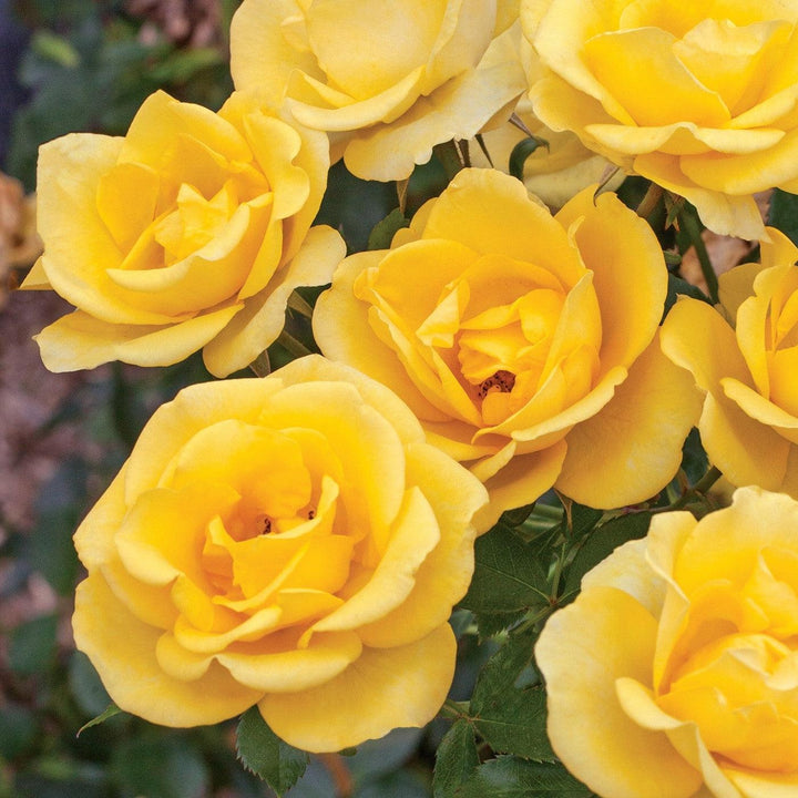 Rosa 'Meianycid' PP 27,894 ~ Bloomables® Gilded Sun™ Rose
