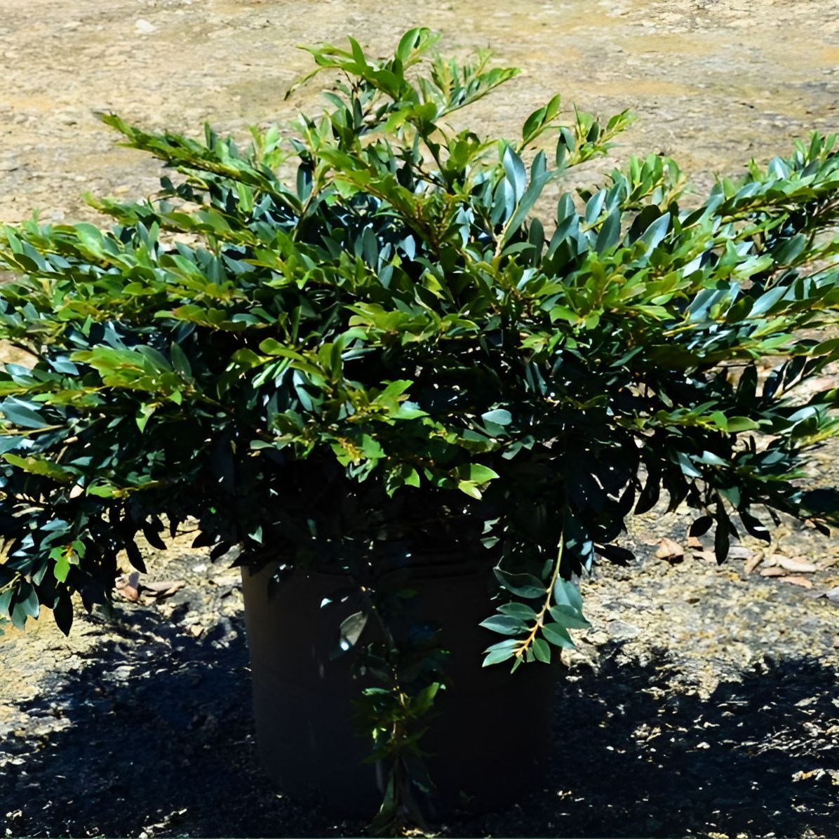 vintage jade distylium companion plants Distylium 'Vintage Jade' PP23,128 ~ First Editions® Vintage Jade Distylium