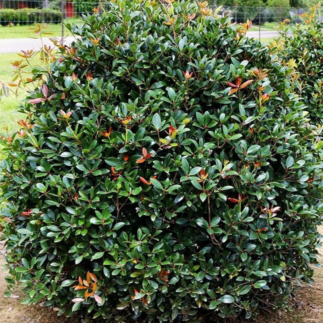Cleyera japonica ~ Japanese Cleyera