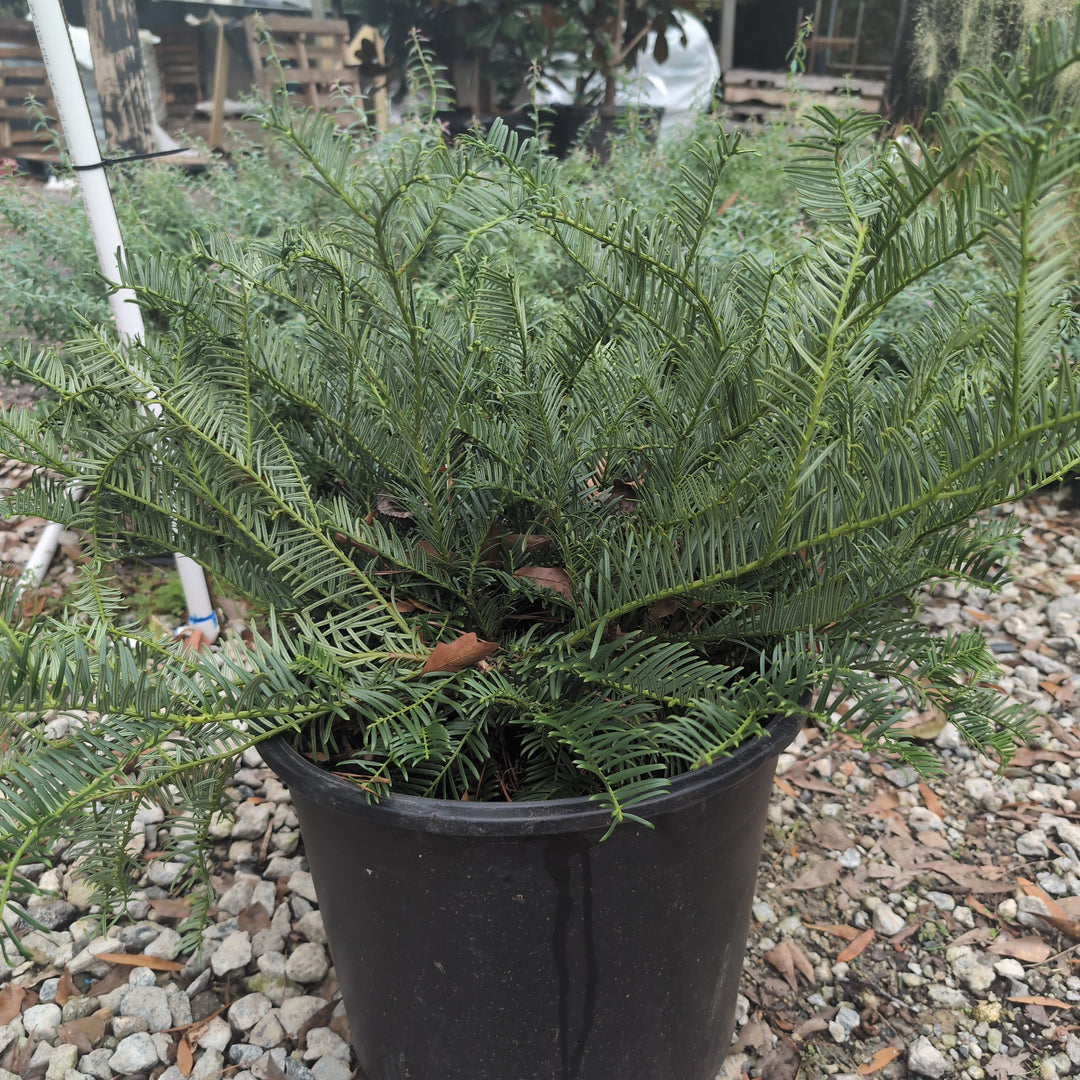 Cephalotaxus harringtonia 'Prostrata' ~ Creeping Japanese Plum Yew, Spreading Plum Yew