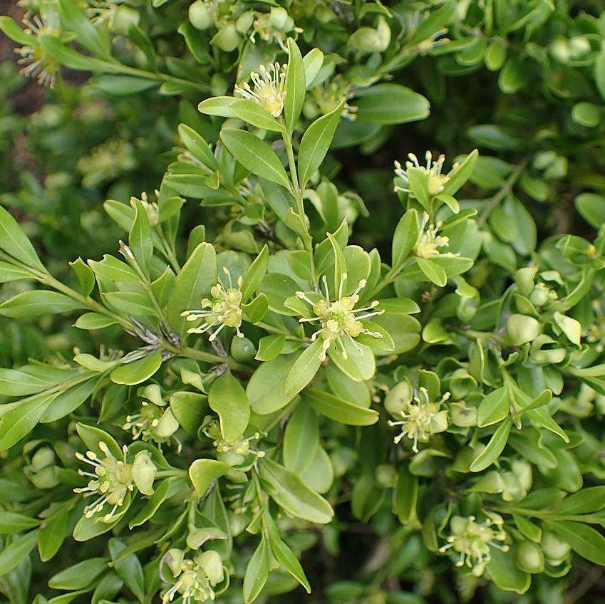 Buxus microphylla var. japonica ~ Japanese Boxwood
