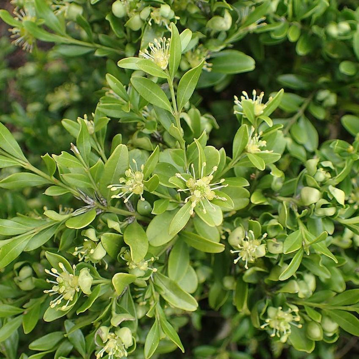 Buxus microphylla var. japonica ~ Japanese Boxwood