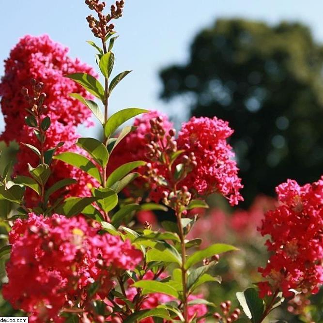 Lagerstroemia indica x fauriei 'Tonto' ~ Tonto Crape Myrtle