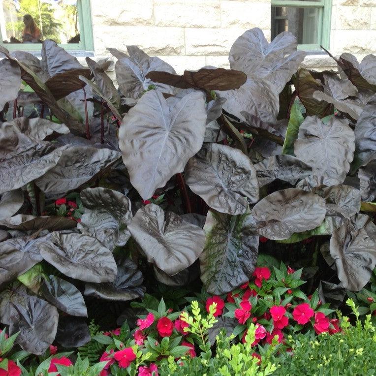 Colocasia 'Black Sapphire' PP27966 ~ Gecko™ Black Sapphire Elephant Ea –  Hahira Nursery