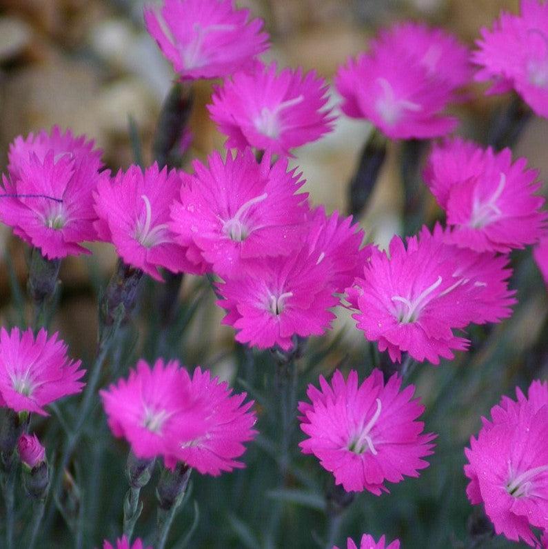 Dianthus gratianopolitanus 'Firewitch' ~ Firewitch Dianthus