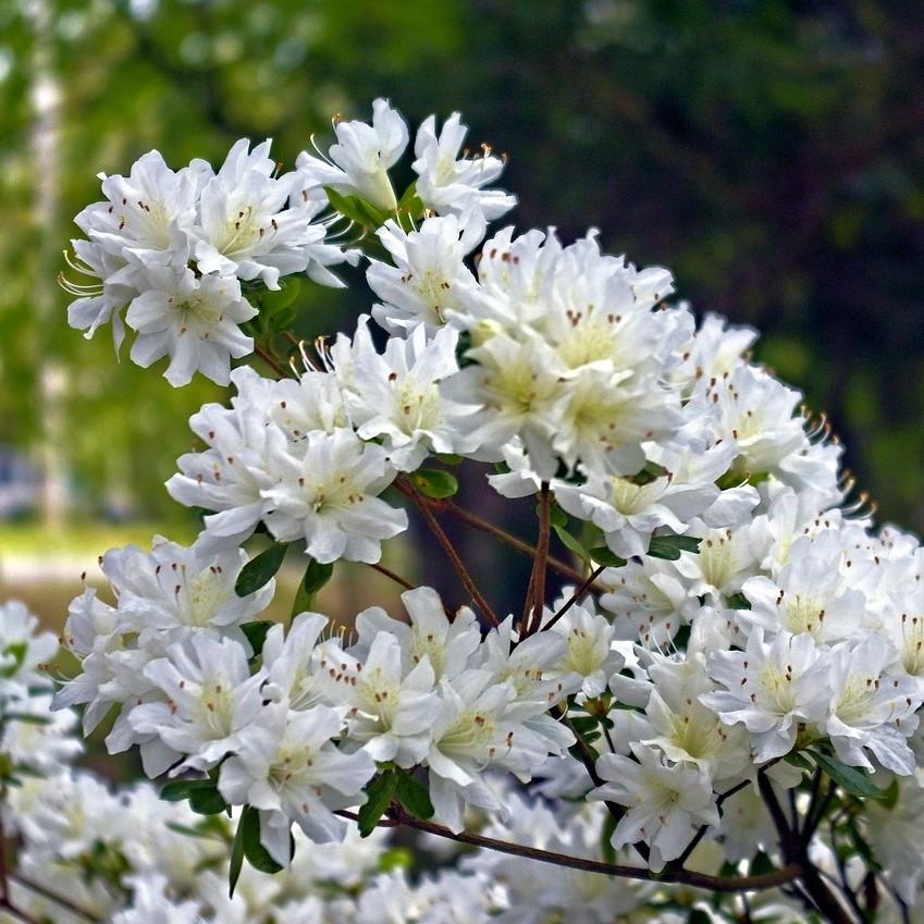 Rhododendron 'Snow' ~ Snow Azalea