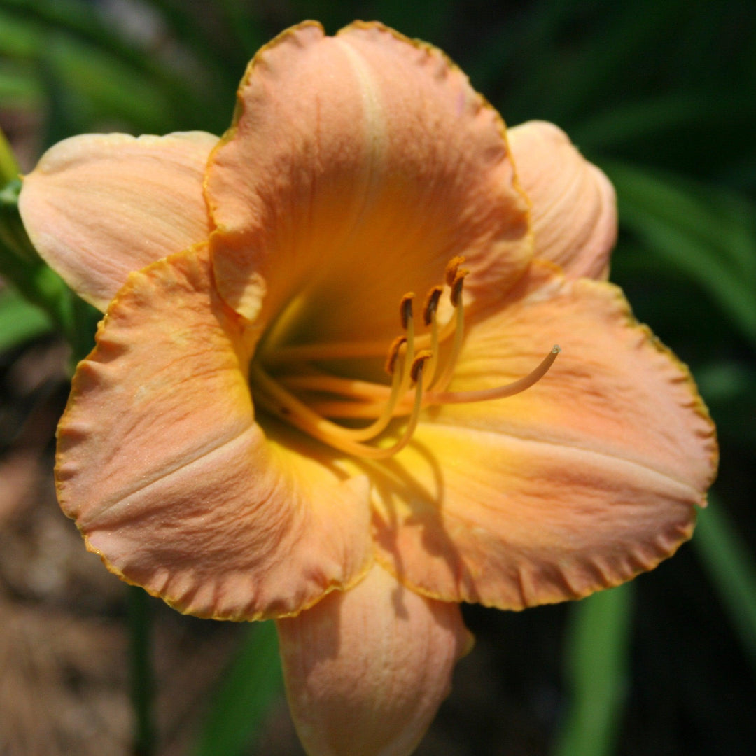 Hemerocallis 'Butterscotch Ruffles' ~ Butterscotch Ruffles Daylily