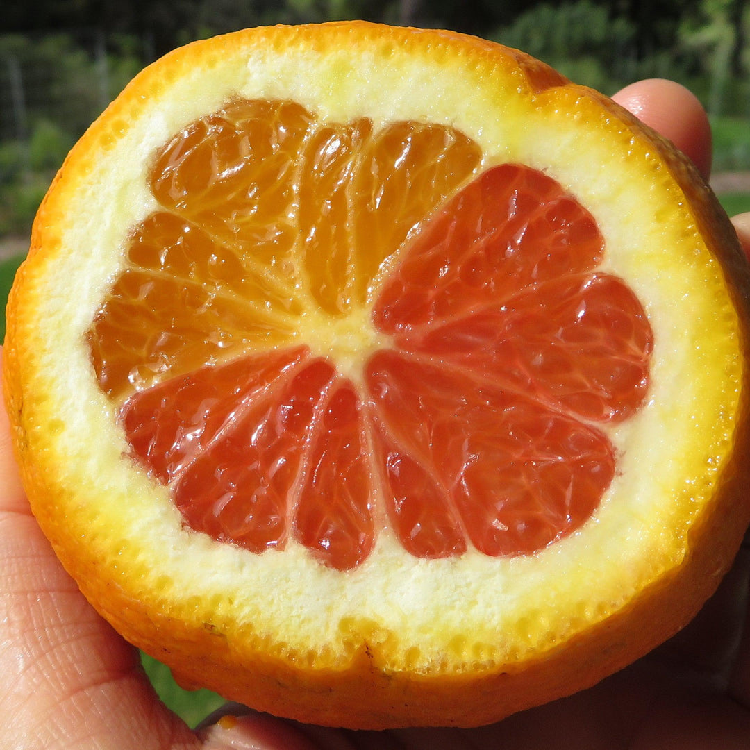 Citrus × sinensis 'Cara Cara' ~ Cara Cara Navel Orange