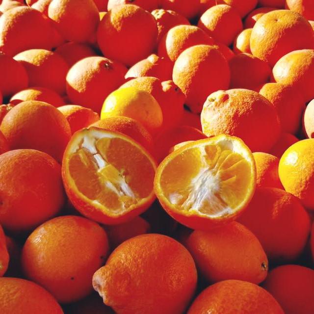 Citrus × tangelo 'Minneola' ~ Minneola, Honeybell Tangelo