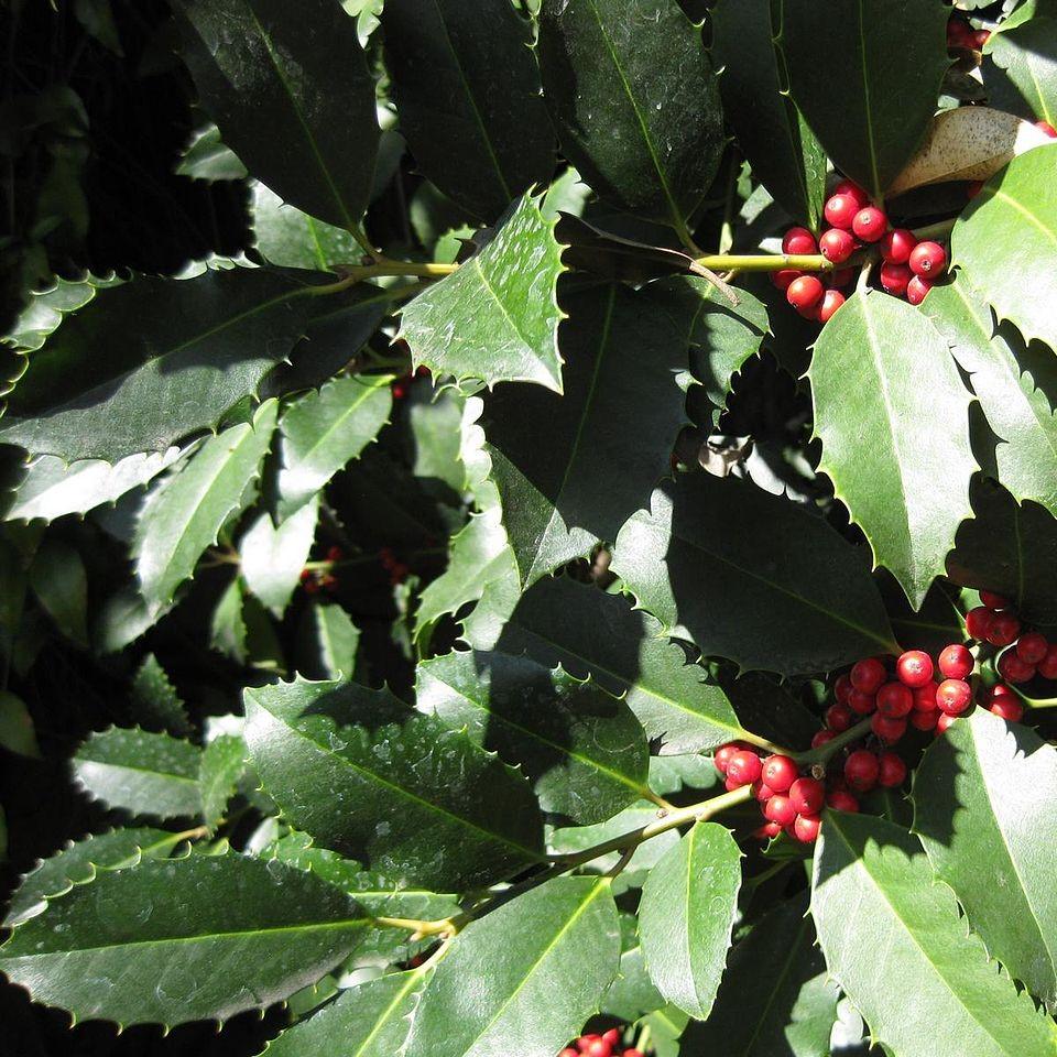 Ilex x 'Conty' ~ Liberty™ Holly