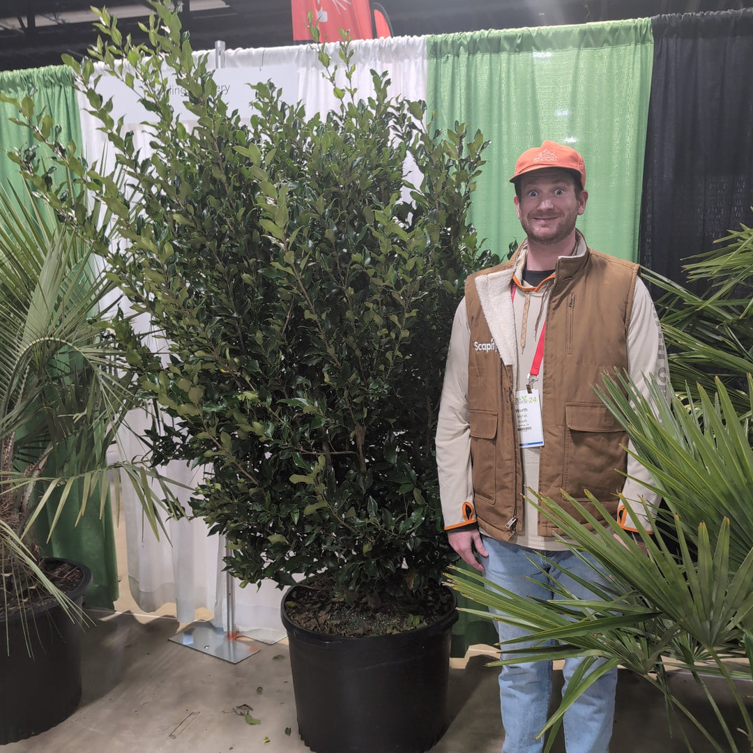 Ligustrum japonicum 'Texanum' ~ Waxleaf Ligustrum