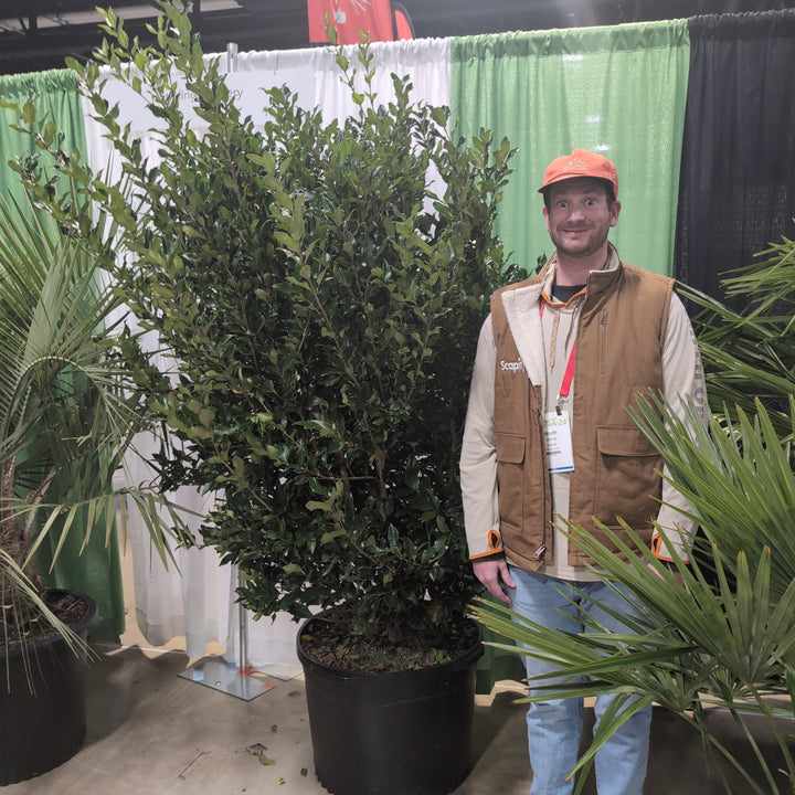 Ligustrum japonicum 'Texanum' ~ Waxleaf Ligustrum