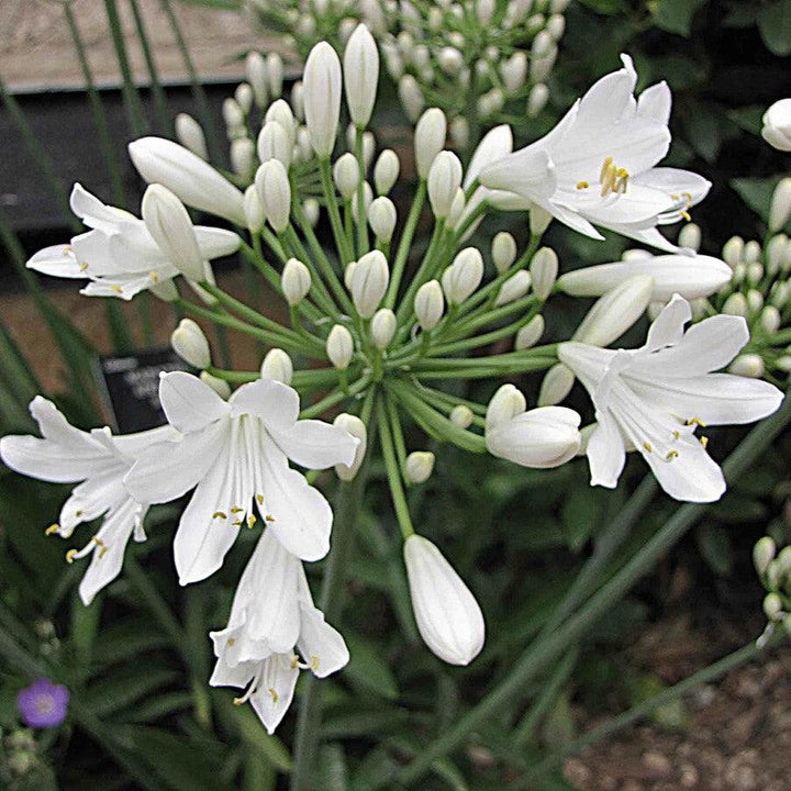 Agapanthus africanus 'Albus' ~ White Agapanthus