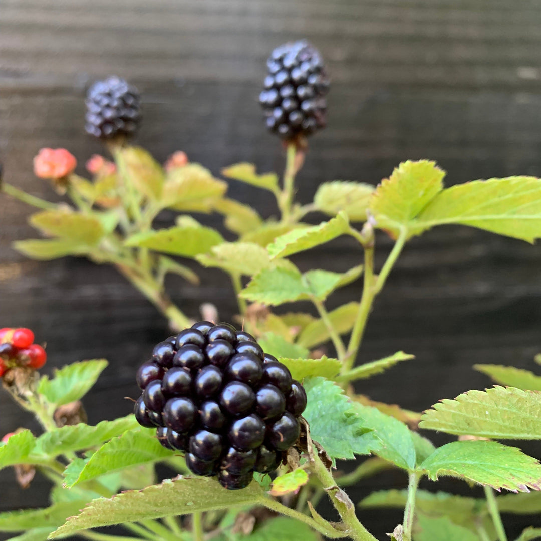 Rubus ulmifolius ‘APF-236T’ ~ Bushel and Berry® Baby Cakes® Thornless Blackberry