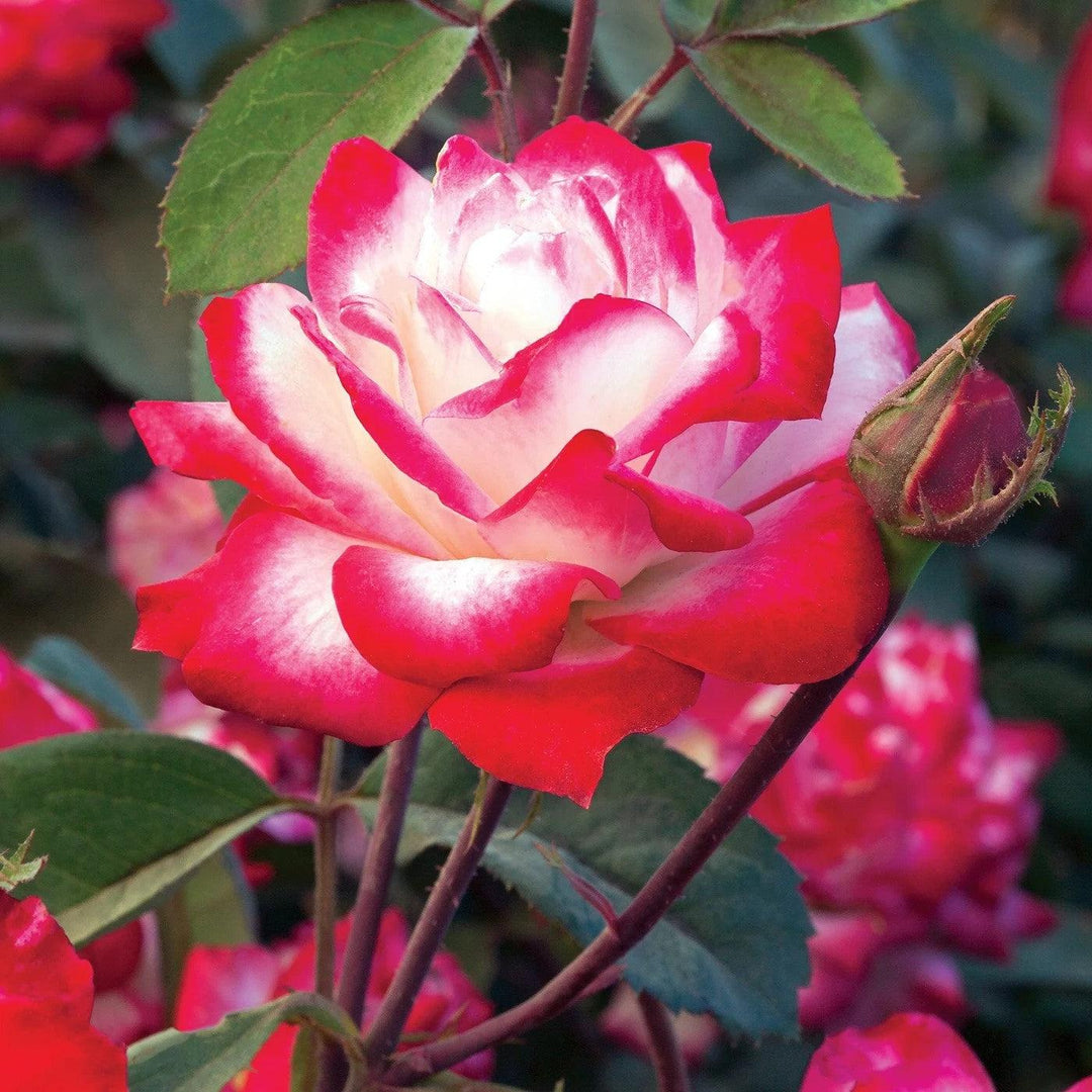 Rosa 'Meiriansois' PP 28,661 ~ Bloomables® Candy Cane Cocktail™ Rose
