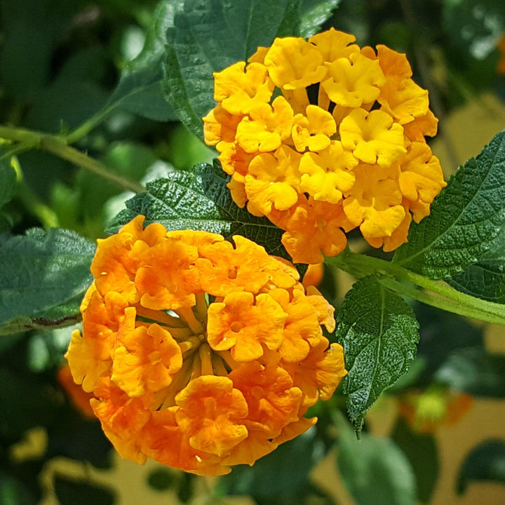 Lantana camara 'Ban Oran' ~ Bandana® Orange Lantana