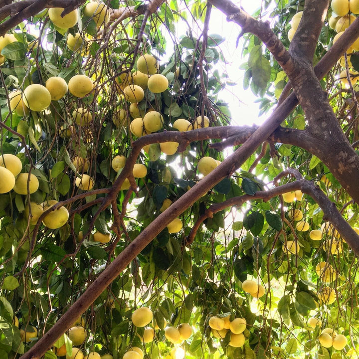 Citrus paradisi 'Oroblanco' ~ Oro Blanco Grapefruit