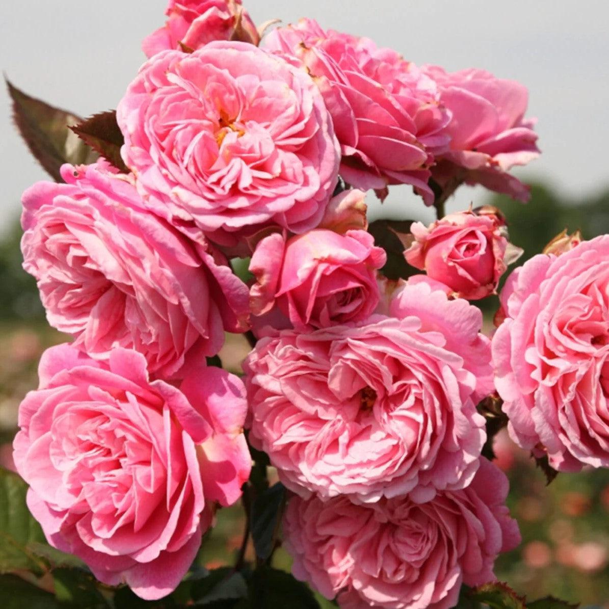 Rosa 'KORtekcho' PP 25,993 ~ Bloomables® Parfuma® Summer Romance