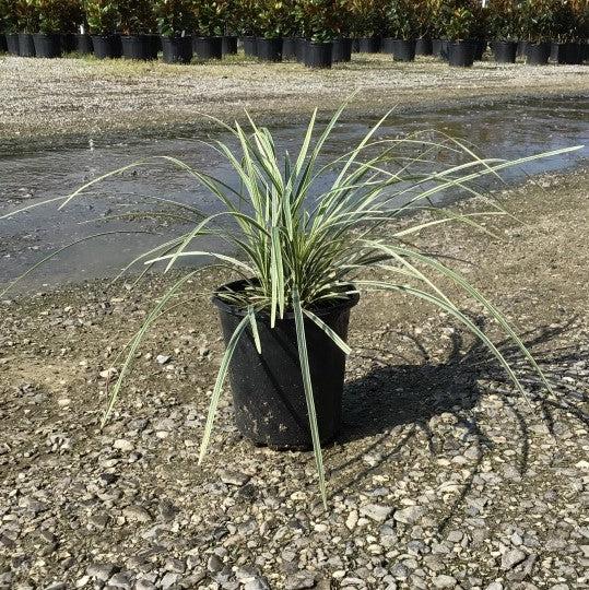 Liriope muscari ‘Aztec’ ~ Aztec Lily Turf