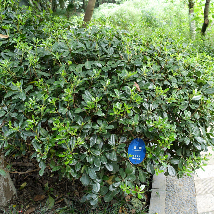 Pittosporum tobira ~ Green Pittosporum, Japanese Mock Orange
