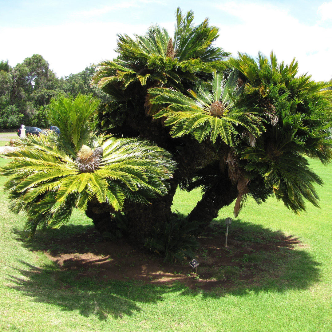 Cycas revoluta ~ Sago Palm