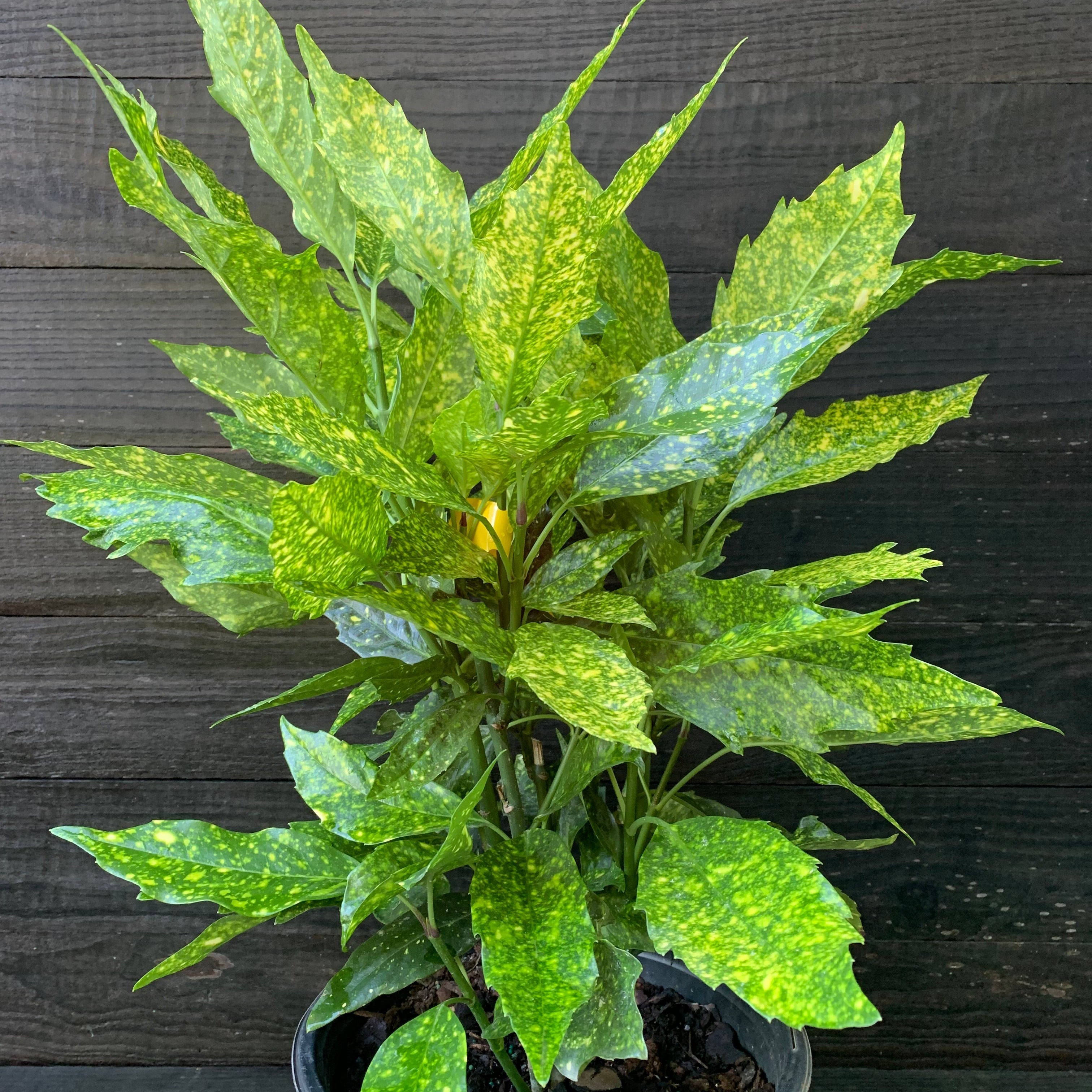 aucuba plant indoors Aucuba japonica 'Variegata' ~ Gold Dust Aucuba, Gold Dust Laurel