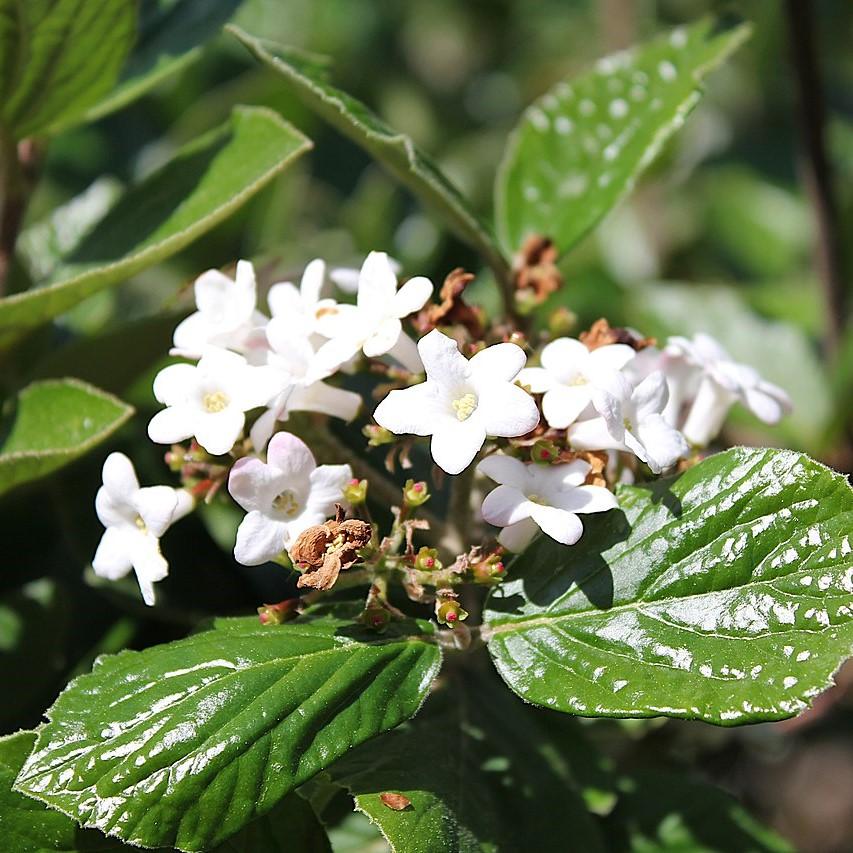 Viburnum suspensum ~ Sandankwa Viburnum