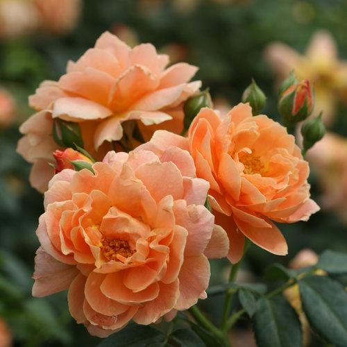 Rosa 'HORCOGJIL' PP 27541 ~ Proven Winners® Color Choice® At Last