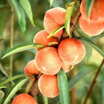 Prunus persica 'Belle of Georgia' ~ Belle of Georgia Dwarf Peach