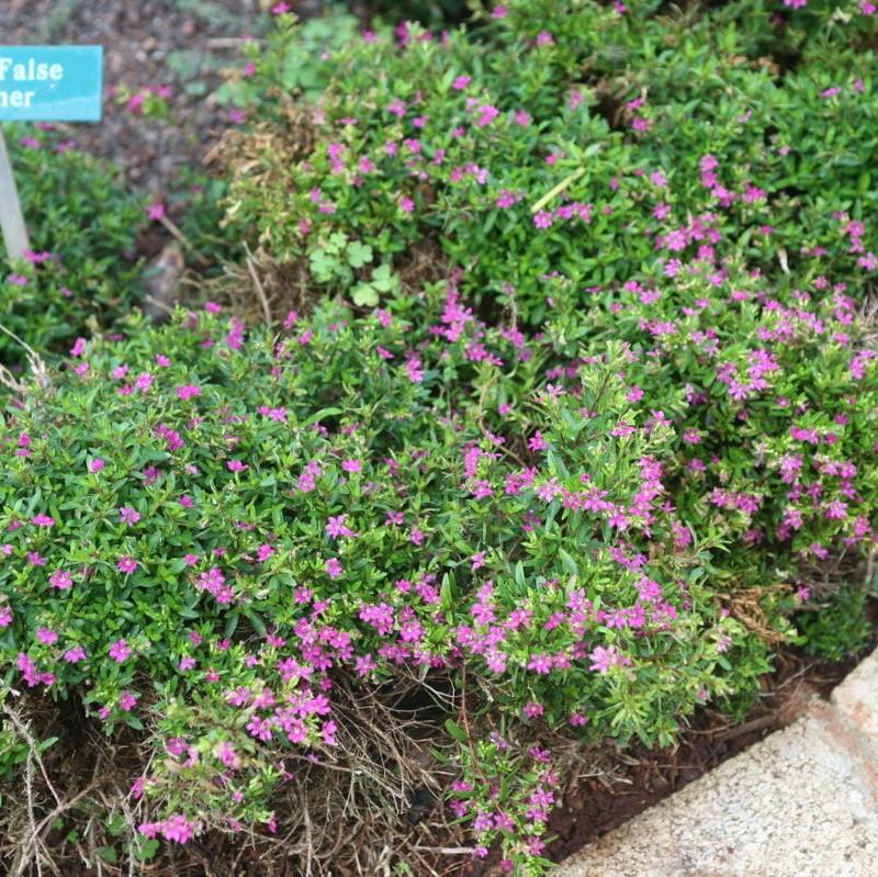 false heather lavender lace plant Cuphea hyssopifolia ~ Mexican Heather, False Heather