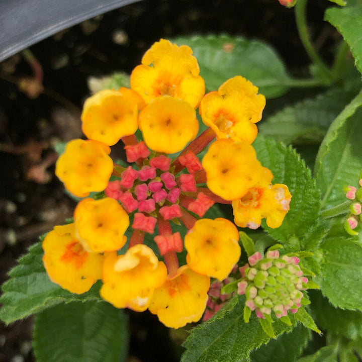 Lantana camara 'Ban Oran' ~ Bandana® Orange Lantana