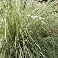 Lomandra longifolia ‘Roma13’ ~ Platinum Beauty® Matt Rush