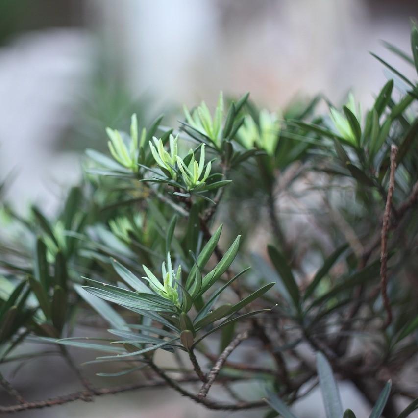 Podocarpus macrophyllus 'Pringles’ ~ Pringle's Dwarf Yew Podocarpus
