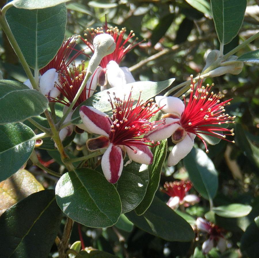 pineapple guava companion plants Feijoa sellowiana ~ Pineapple Guava – Hahira Nursery