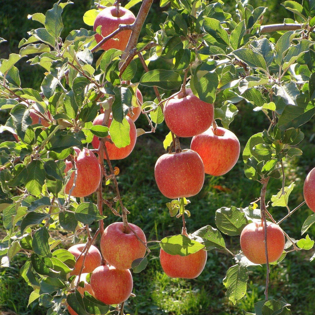 Malus pumila 'Fuji' ~ Fuji Apple