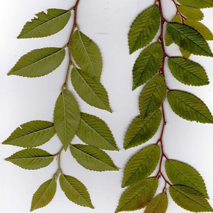 Ulmus parvifolia ‘Drake’ ~ Drake Chinese Elm