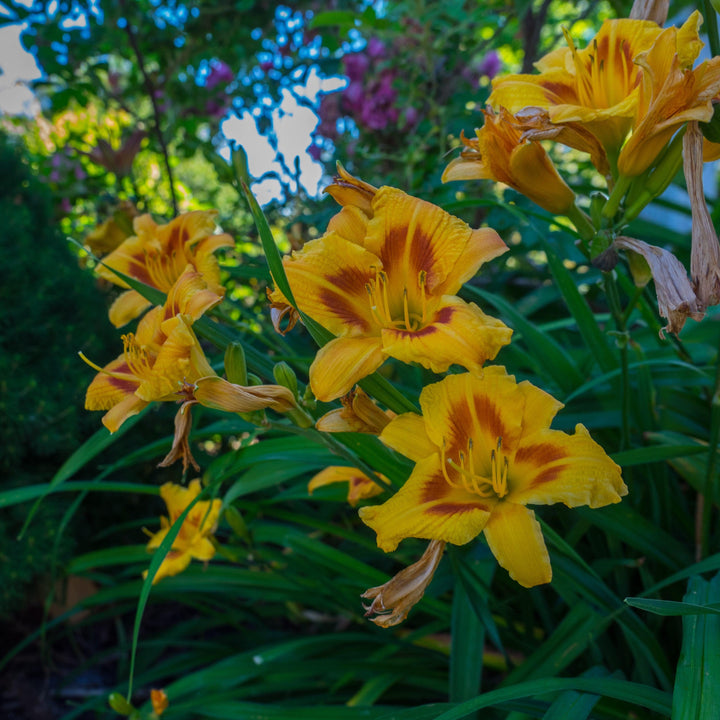 Hemerocallis 'Black Eyed Stella' ~ Black Eyed Stella Daylily