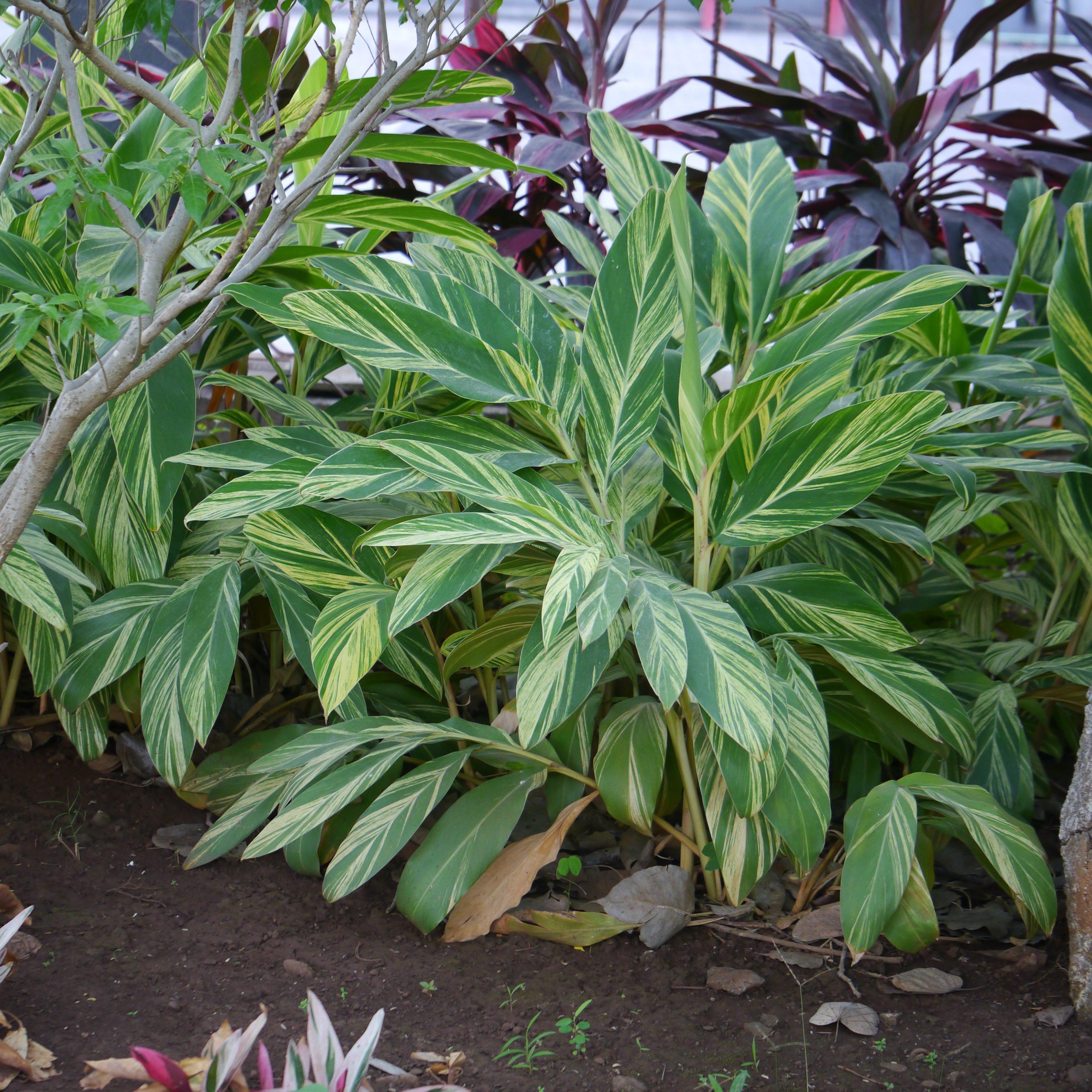 Alpinia zerumbet 'Variegata' ~ Variegated Ginger – Hahira Nursery