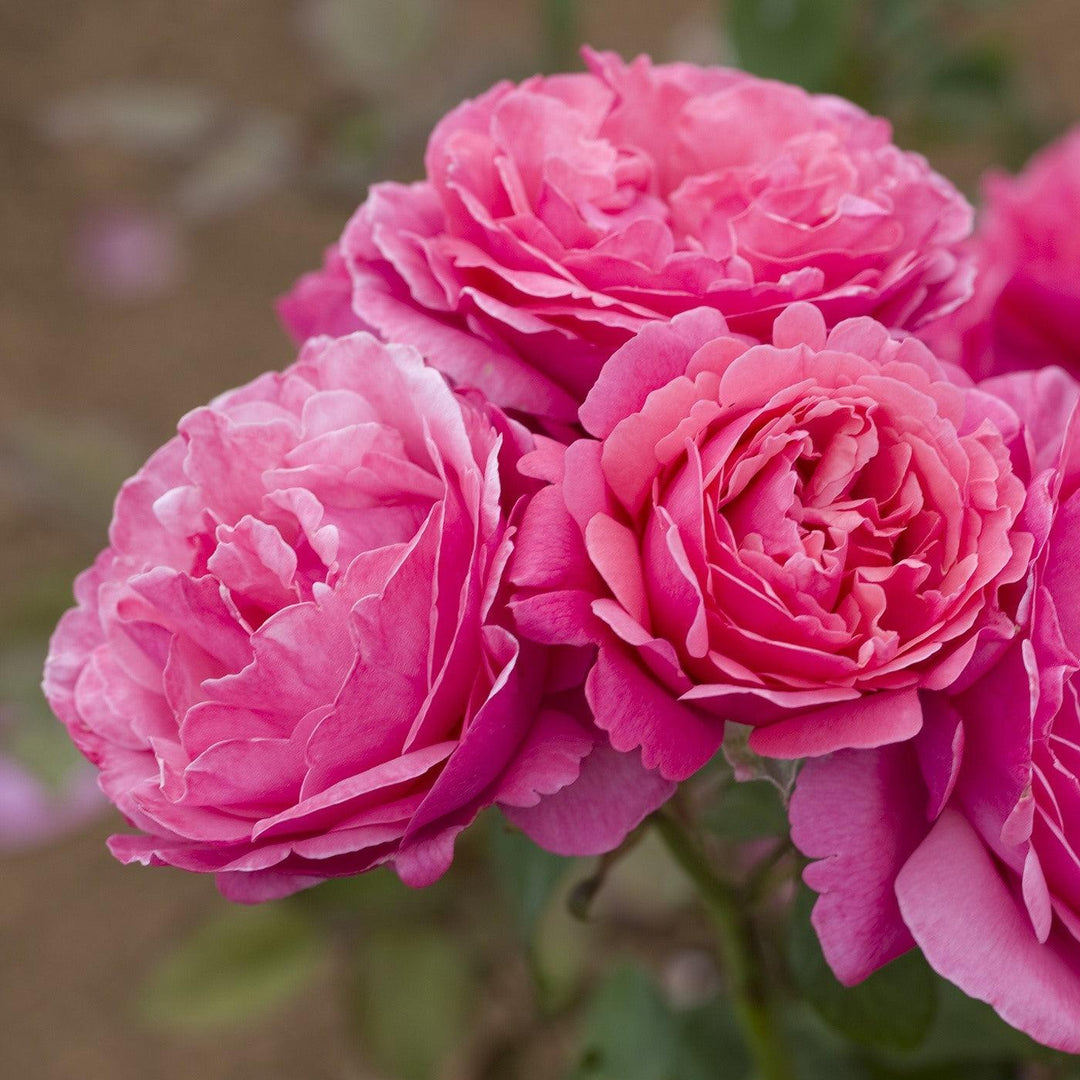 Rosa 'Meiclusif' ~ Bloomables® Dee-Lish™ Rose