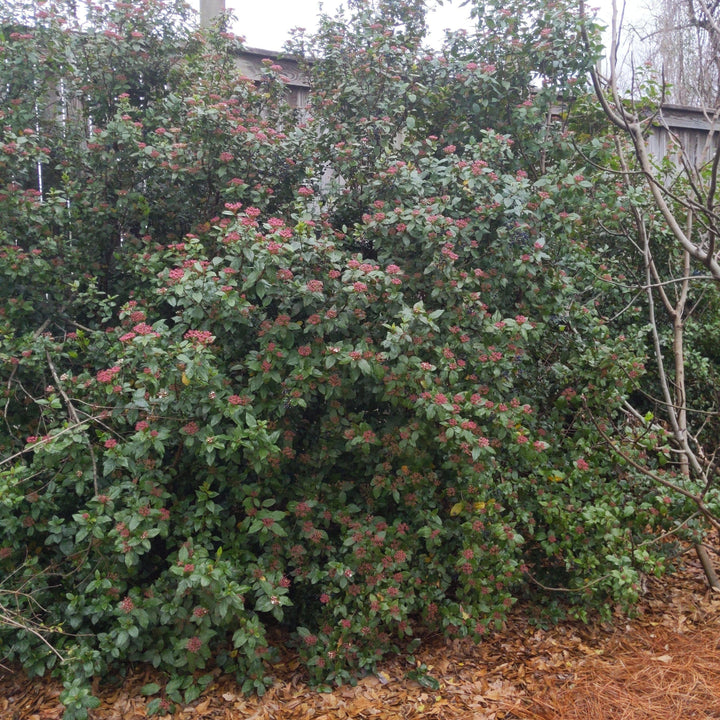 Viburnum tinus 'Spring Bouquet' ~ Spring Bouquet Viburnum, Laurustinus