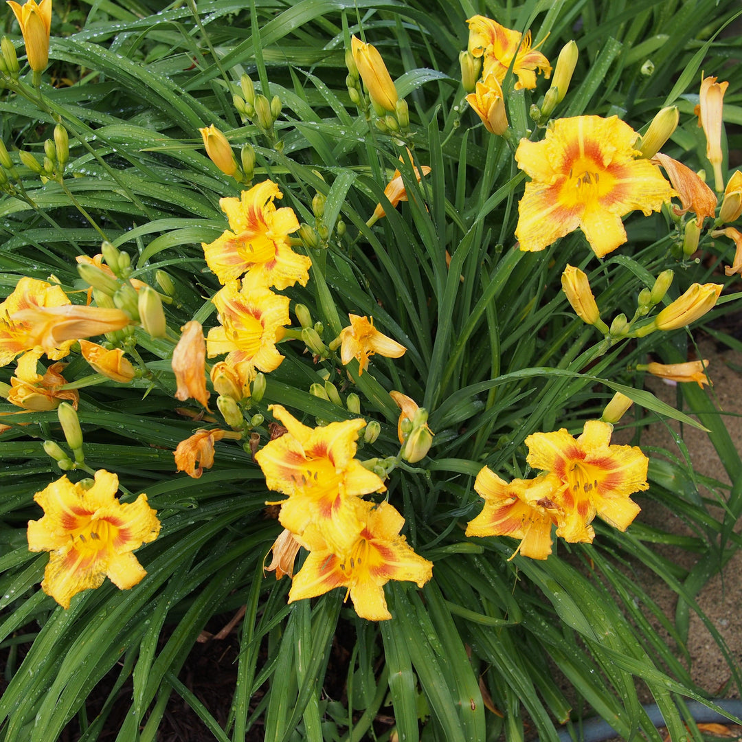 Hemerocallis 'Black Eyed Stella' ~ Black Eyed Stella Daylily