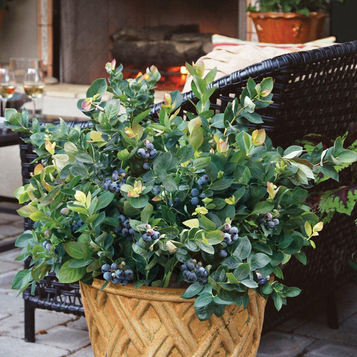 Vaccinium corymbosum 'ZF06-043' ~ Peach Sorbet® Blueberry