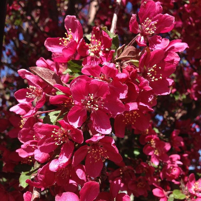 Malus x moerlandsii 'Profusion' ~ Profusion Crabapple
