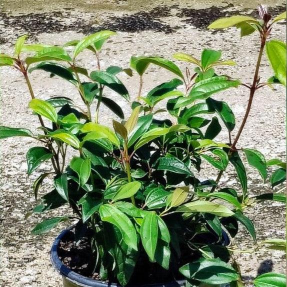 Viburnum 'sPg-3-024' ~ Moonlit Lace® Viburnum