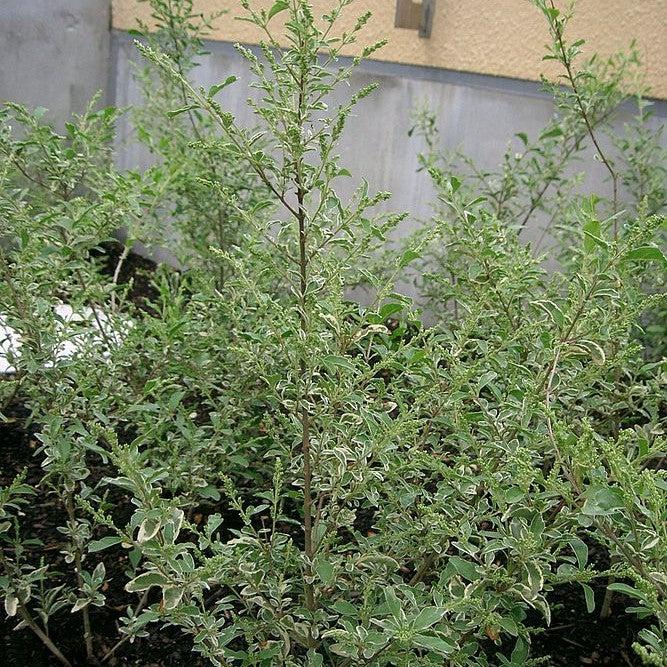 Ligustrum sinense 'Variegatum' ~ Variegated Chinese Privet