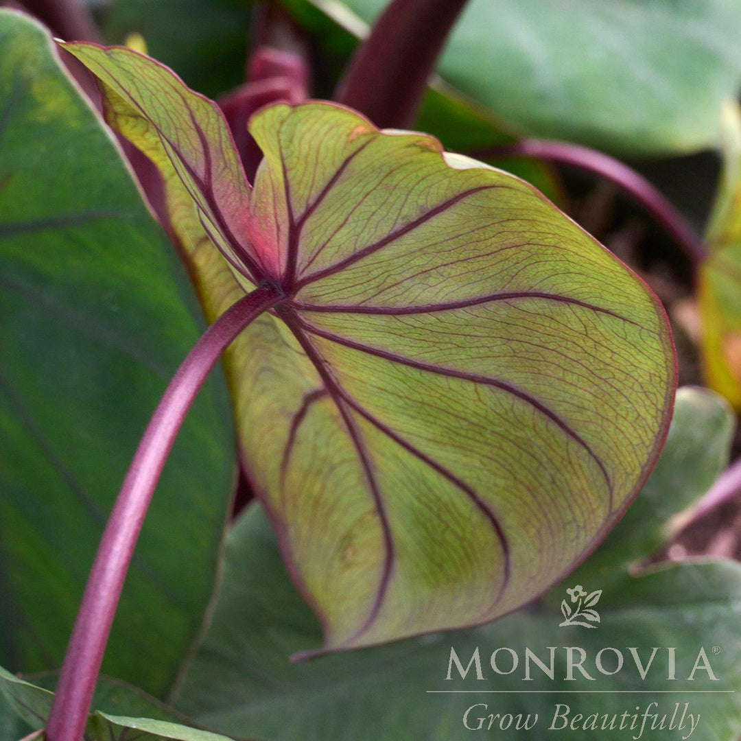 Colocasia esculenta 'Waikiki' ~ Royal Hawaiian® Waikiki Elephant Ear